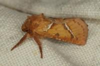 Triodia sylvina