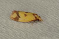 Agapeta zoegana