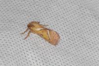 Triodia sylvina