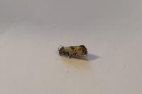 Neocochylis dubitana