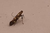Calybites phasianipennella
