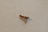 Caloptilia stigmatella