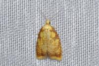 Acleris bergmanniana
