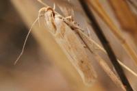 Stomopteryx detersella