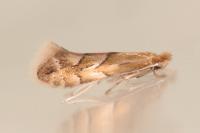 Phyllonorycter dubitella
