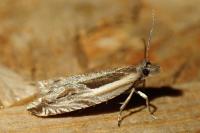Ancylis apicella