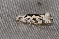 Ypsolopha sequella
