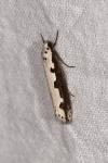 Ethmia bipunctella