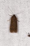 Bryotropha
