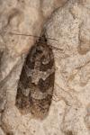 Cnephasia