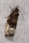 Hedya nubiferana