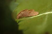 Coleophora limosipennella