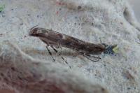 Acrocercops brongniardella