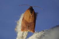 Cacoecimorpha pronubana