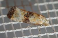 Eupoecilia angustana