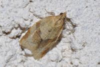 Clepsis consimilana