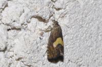 Dichrorampha petiverella