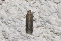 Aroga velocella