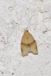 Clepsis consimilana