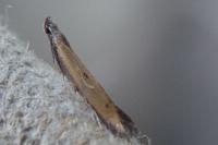 Mesophleps trinotella