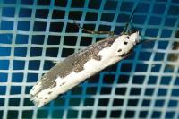 Ethmia bipunctella