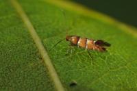 Phyllonorycter klemannella