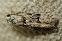 Altenia scriptella