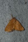 Apoda limacodes