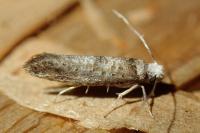 Paraswammerdamia