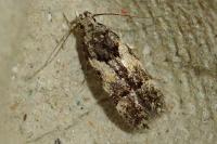 Teleiodes luculella