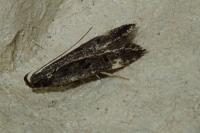 Dichomeris alacella