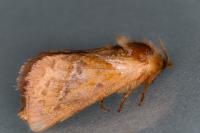 Triodia sylvina