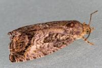 Cydia splendana