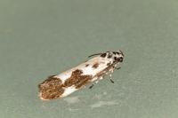Ethmia quadrillella