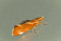 Metalampra