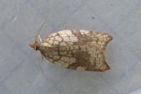Acleris rhombana