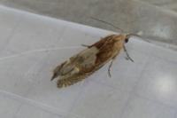 Eucosma conterminana