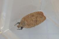 Agonopterix irrorata