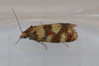 Aethes tesserana