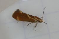 Metalampra italica