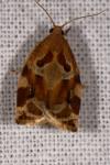 Archips xylosteana