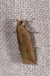 Bactra