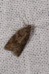 Cnephasia