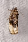 Hedya nubiferana
