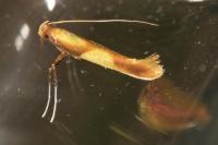 Caloptilia