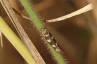 Scythris scopolella