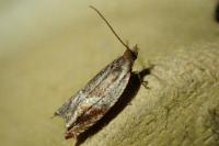 Ancylis unculana