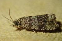 Celypha lacunana