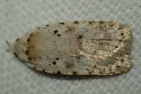 Agonopterix