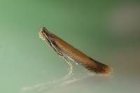 Coptotriche marginea